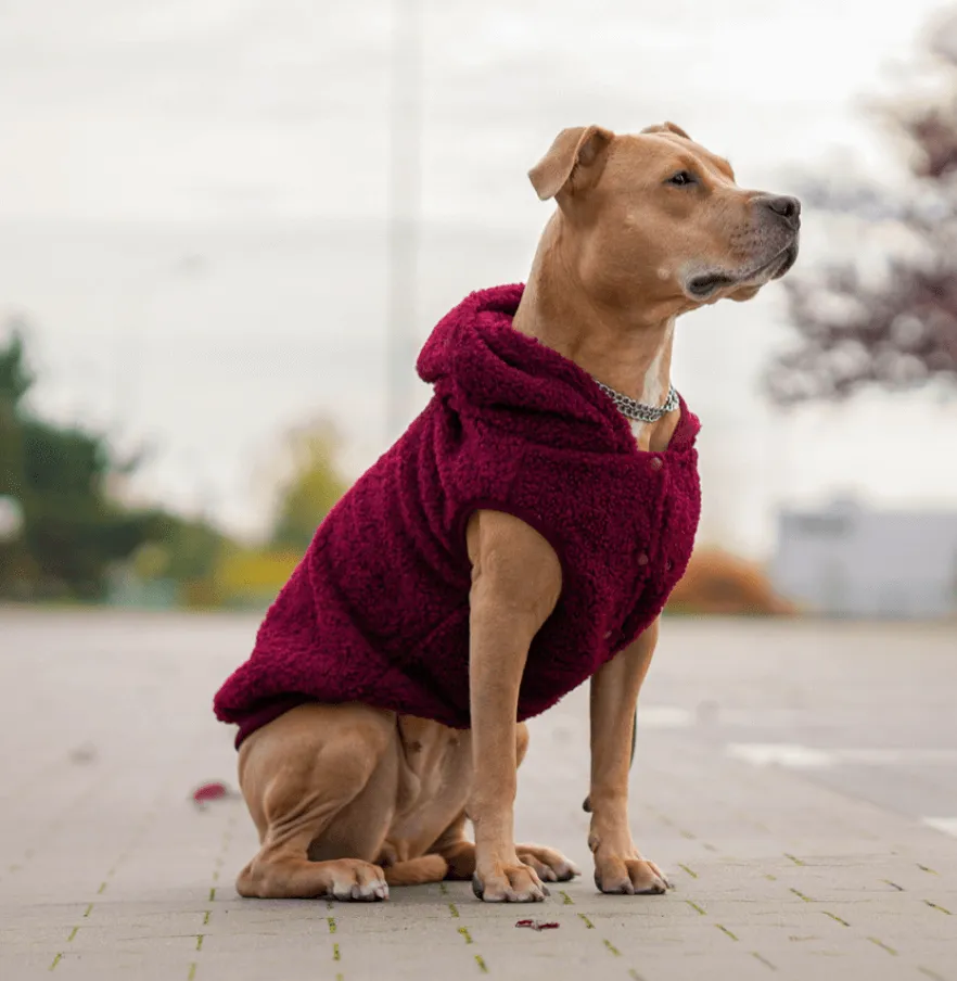 Teddy Sherpa Dog Jacket - Maroon